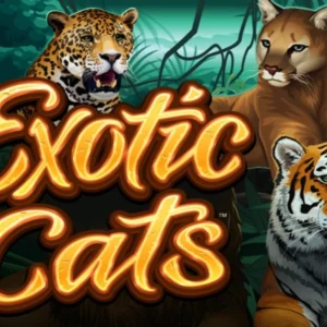 Exotic Cats